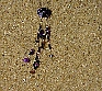 little star purple, goldfarbener Edelstahldraht mit Perlen
